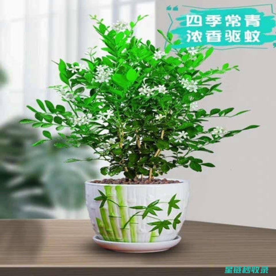 驱蚊植物在农业防虫中的应用案例分享 (驱蚊植物在农村有哪些)